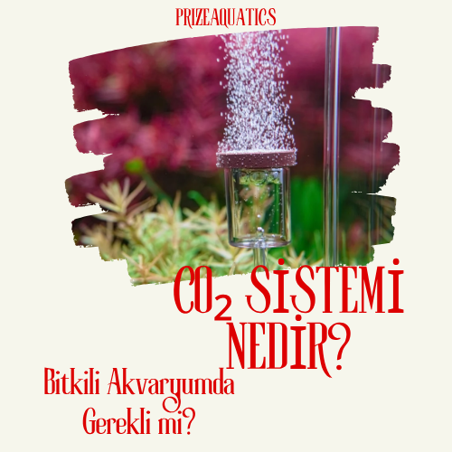 CO₂ Sistemi Nedir? Bitkili Akvaryumda Gerekli mi? | 2026 Rehberi